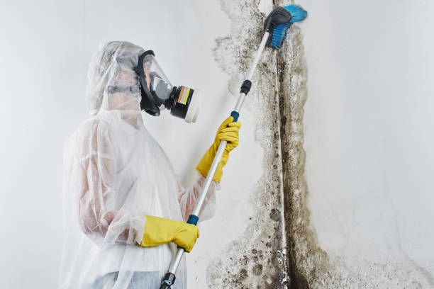 Best Attic Mold Removal  in Fair Oaks Ranch, TX