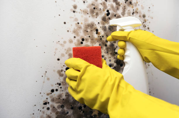 Best Certified Mold Removal  in Fair Oaks Ranch, TX