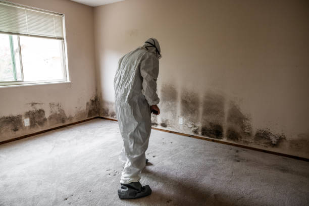 Best Toxic Mold Removal  in Fair Oaks Ranch, TX
