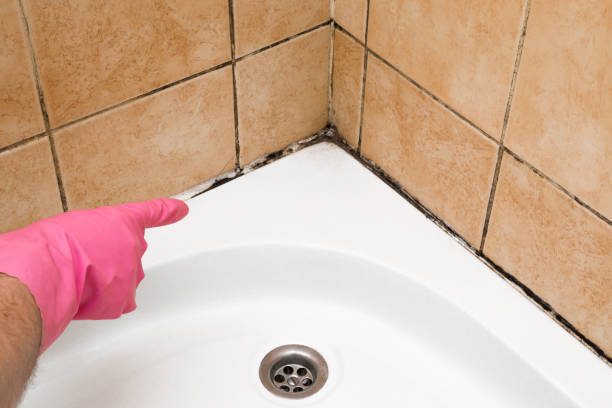 Best Same-Day Mold Removal  in Fair Oaks Ranch, TX