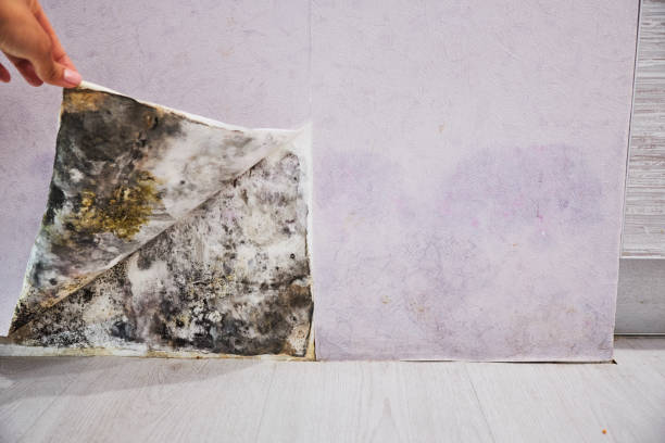 Best Professional Mold Removal  in Fair Oaks Ranch, TX